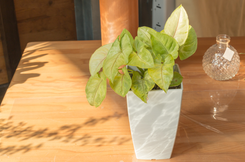 garden outdoor space