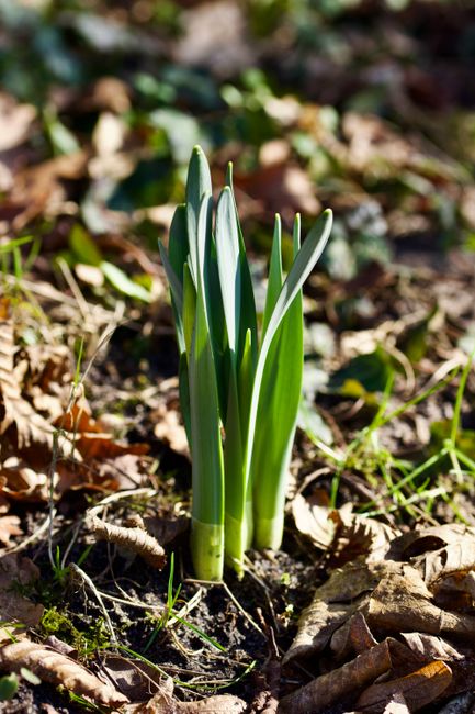 A close-up view of a small cluster of snowdrop flowers emerging from dark, moist soil in a garden bed, with delicate white petals and slender green leaves. In the background, more snowdrops and scatte